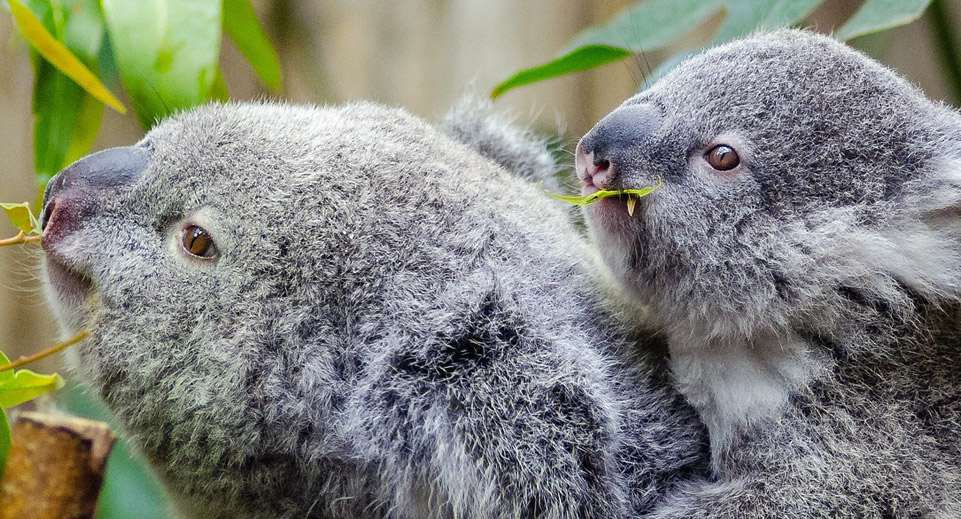 Koalas: Mutter und Kind