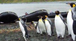 Ehrgeizige Pinguine und das Bootsseil
