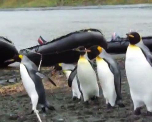 Ehrgeizige Pinguine und das Bootsseil