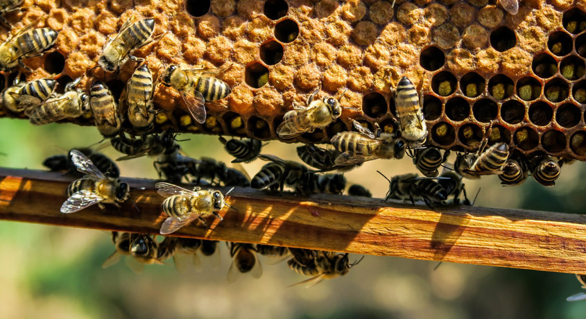 Bienen an der Honigwabe