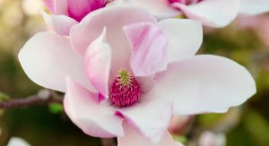 Magnolie pflanzen – darauf sollten man achten