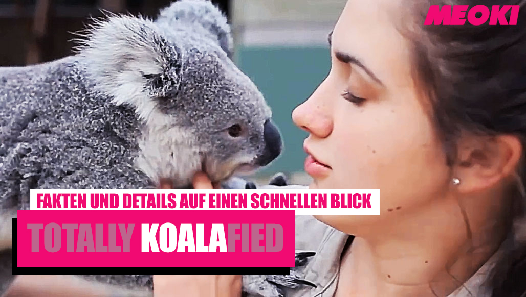 Koalas: Fakten, die Du bestimmt nicht kennst! (Video)